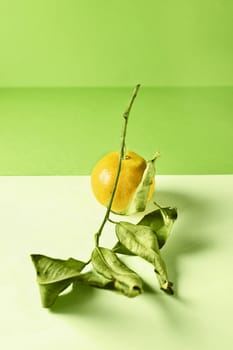 Orange tangerine  with leaves on twig on colored background , leaves are almost dried , studio shot