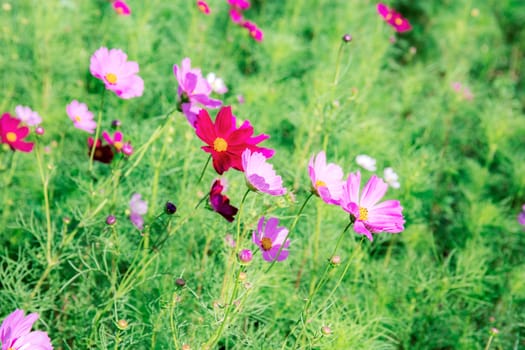 Pink cosmos in garden with the colorful.