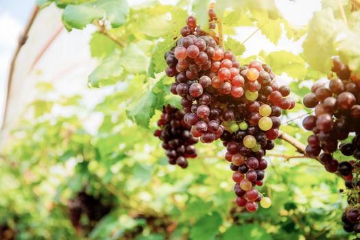 Red grapes on tree with sunlight in vineyard.