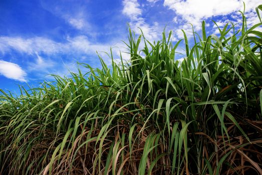 Sugarcane on field with the beautiful at blue sky.