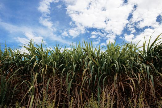 Sugarcane on field with the blue sky.