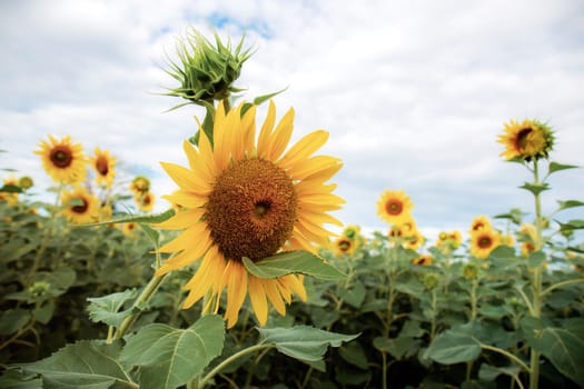 Sunflower with the beautiful at sky.