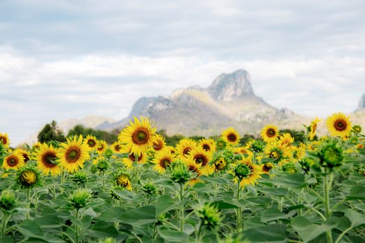 Sunflower in field with the beautiful at sky.