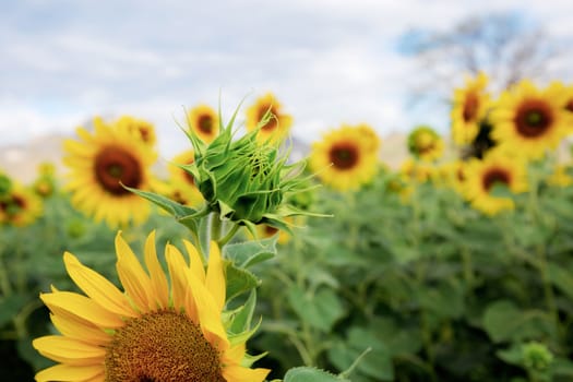 Sunflower of young with the beautiful at sky.