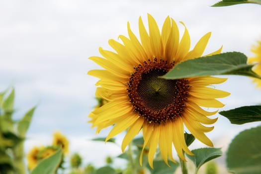 Sunflower with beautiful at sky in the winter.