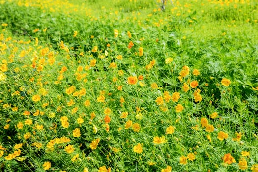 Yellow cosmos in garden with the beautiful.