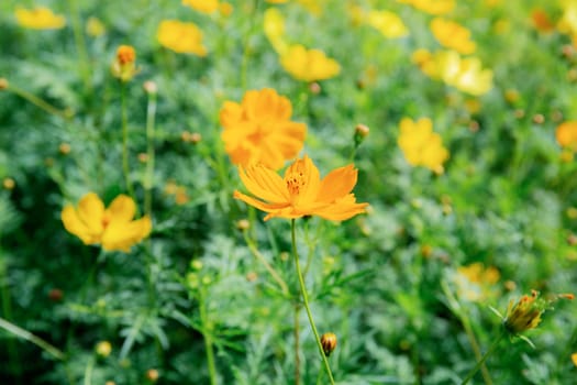 Yellow cosmos in garden with the beautiful at sunlight.