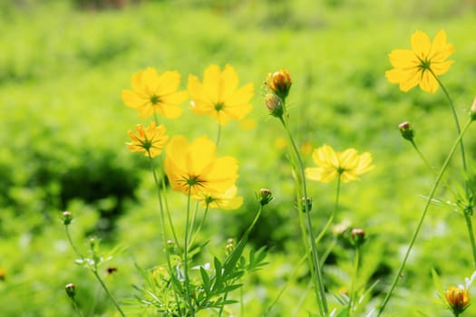 Yellow cosmos in garden with the sunlight.
