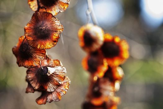 Beautiful brown winged fruits of paliurus spina -christi also called Jerusalem thorn or garland thorn , it’s autumn or winter time 