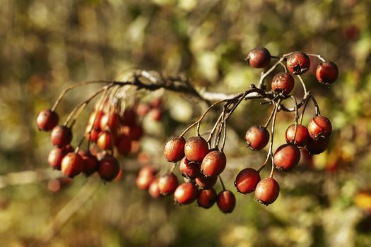 Group of small oval dark red fruits of common hawthorn or crataegus monogyna in a sunny autumnal day