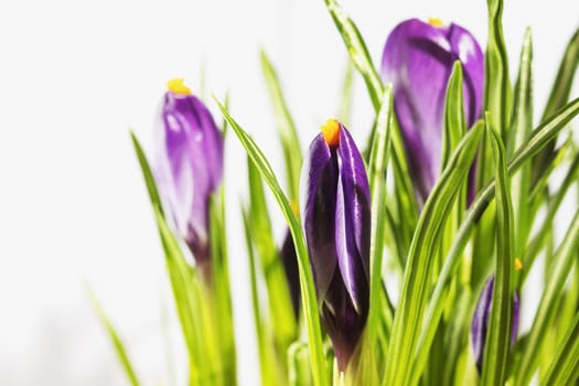 Beautiful purple flowers of crocus  on white background  ,closed  flowers with long white stems and green leaves