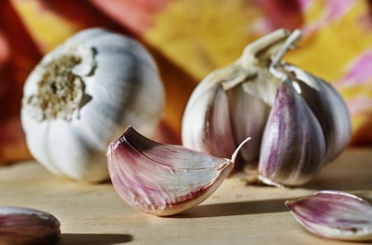 Beautiful garlic on colored background , in the foreground one white -purple  clove, in the background garlic bulbs