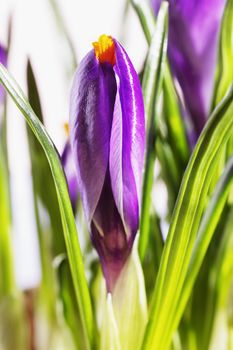 Beautiful purple bud of crocus  on white background  ,closed  flower with long white stems and green leaves