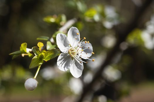 Blossom flower of cherry tree in springtime ,white petals and yellow stamens in a sunny day