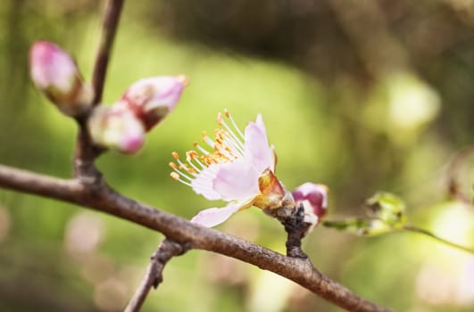 Apricot tree with white-pink flower  in bloom , several buds in the background , it’s springtime