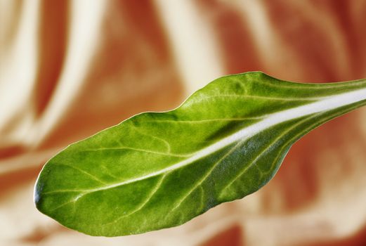  Leaf of chard -Swiss chard - on orange colored background, beautiful  green leaf with white stalk 