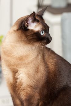 Portrait of a cute siamese breed cat with beautiful blue eyes.