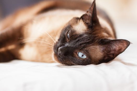 Portrait of a cute siamese breed cat with beautiful blue eyes.