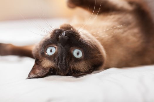 Portrait of a cute siamese breed cat with beautiful blue eyes.