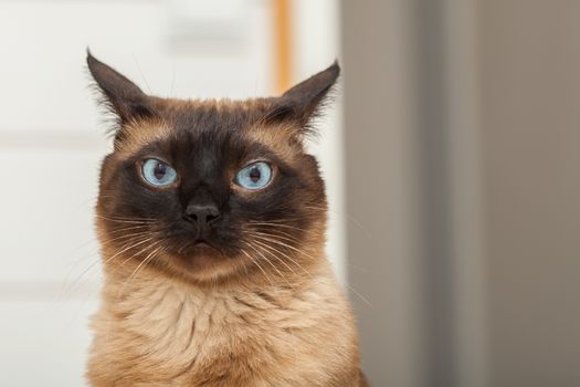 Portrait of a cute siamese breed cat with beautiful blue eyes.