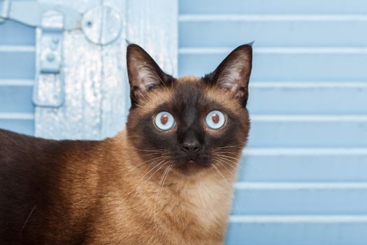 Portrait of a cute siamese breed cat with beautiful blue eyes.