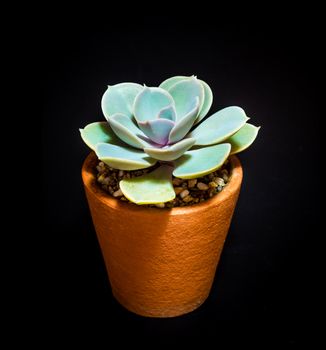 Earthenware pot and freshness leaves of Echeveria Gibbiflora in tiny light on black background, high contrast