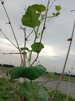 healthy and fresh bottle guard leaf coloseup on farm