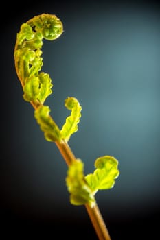 Freshness Green leaf of Fern on black background