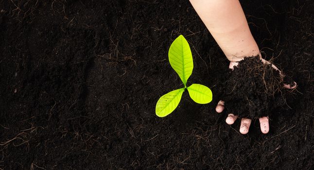 Top view of a green little seedling young tree in black soil on child's hands he is planting, Concept of global pollution, Save Earth day and Hand Environment conservation