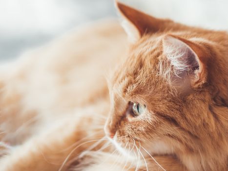 Close up portrait of cute ginger cat staring on something. Curious and funny pet. Fuzzy domestic animal.