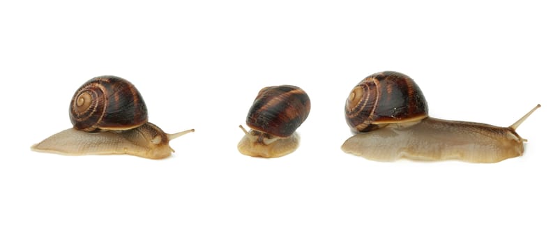 brown snail isolated on white background, set