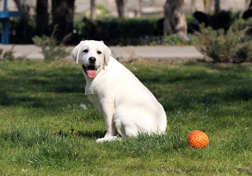 the yellow labrador playing in the park