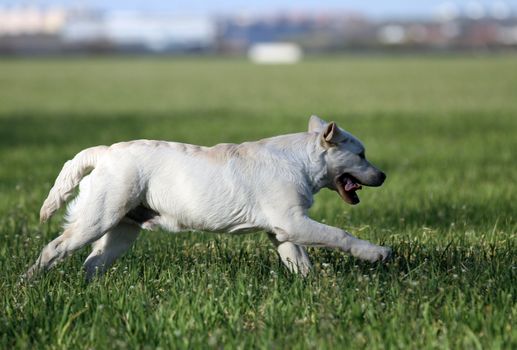 a yellow labrador playing in the park