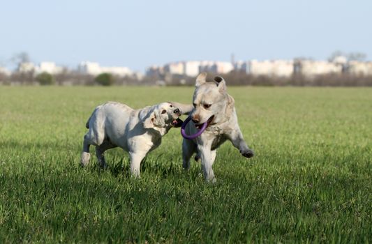 two sweet nice yellow labrador playing in the park