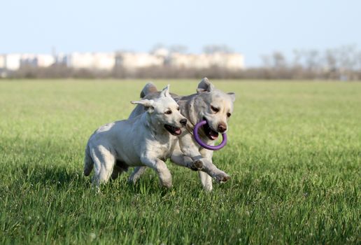 two lovely sweet nice yellow labrador playing in the park