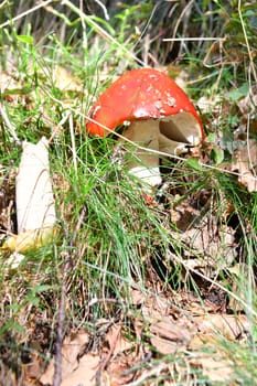 Colorato esemplare di amanita muscaria nel suo habitat