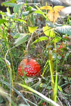 Colorato esemplare di amanita muscaria nel suo habitat