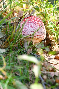 Colorato esemplare di amanita muscaria nel suo habitat