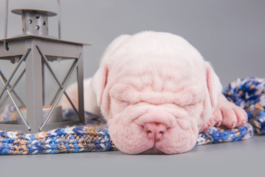 Funny small American Bulldog puppy dog is sleeping with lantern on gray blue background.