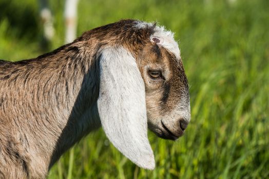 south african boer goat or goatling doeling portrait on nature outdoor