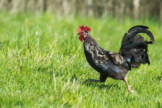 Black and white rooster chicken running in green grass background