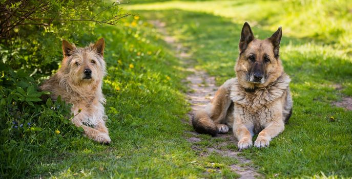 Two mixed breed dogs is sitting on the road in the village