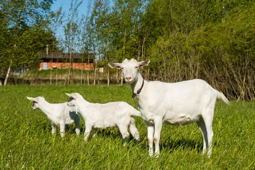 Two white baby goats with mother standing on green lawn or field