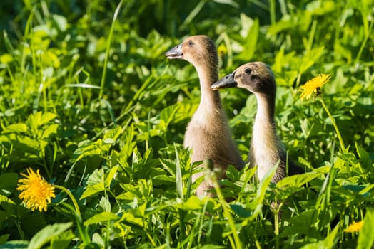 Two Little domestic gray duckling sitting in green grass.