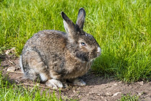 Gray bunny sitting on green grass. Large adult grey hare with long ears in full growth on green grass. Rabbit eating on a green grass lawn.