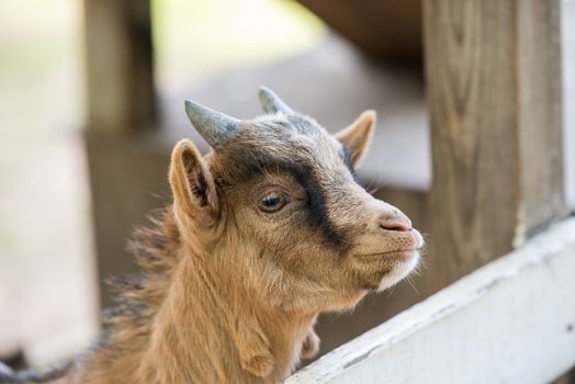 Close up look of a baby goat or kid from its barn in the farm