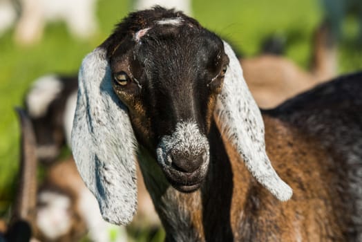 south african boer goat or goatling doeling portrait on nature outdoor