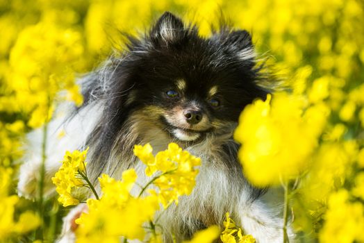 Dog pomeranian and yellow field of rape flowers.