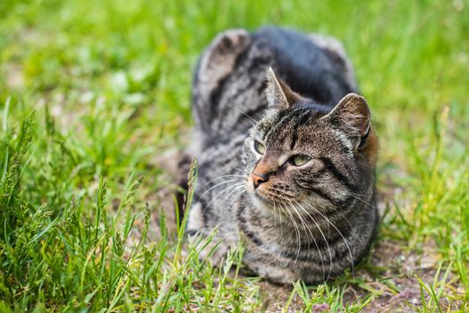 Portrait of a gray tabby cat with long whiskers. Cute pet. Cat's face