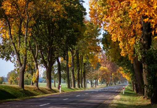 Paved asphalt road goes through forest with autumn trees in rural locality with concrete bollards. Sunny clear cloudless day without people and cars